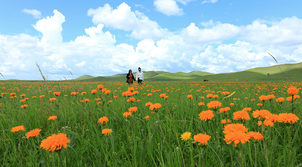 烏蘭毛都草原藍天白云，繁花似錦，游人結伴賞美景。