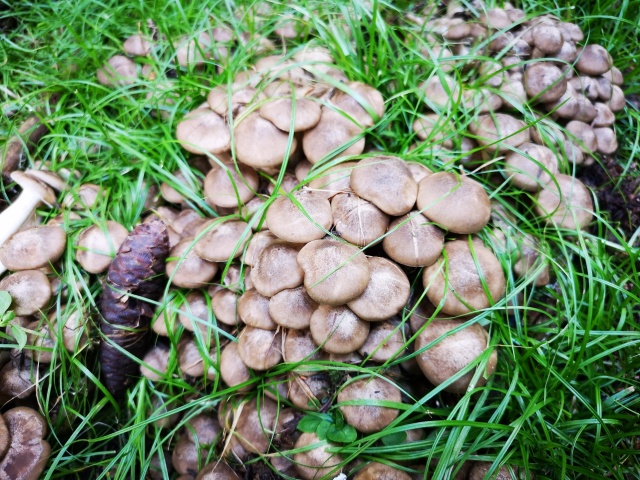 野生荷葉離褶傘。潘有為攝