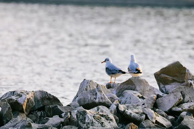 遺鷗靜立濕地石畔。侯志錦攝