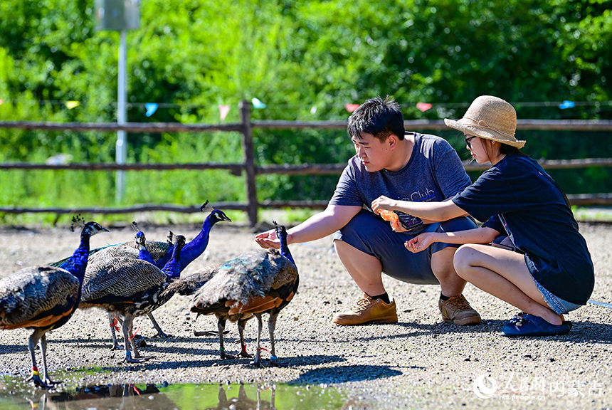 （2）2025年7月6日，游人在洮兒河國家濕地公園給孔雀喂食。