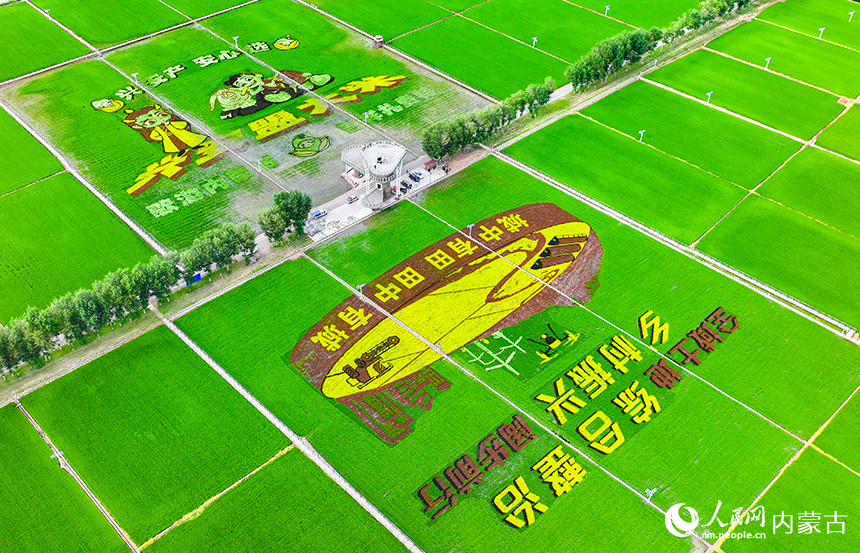 扎賚特旗好力保稻谷景區稻田畫。王正攝