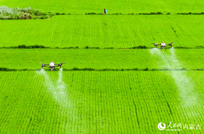 農用無人機在扎賚特旗好力保鎮五道河子村高標準農田里作業。王正攝