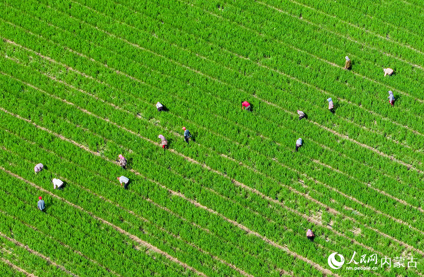 農民在扎賚特旗好力保鎮五道河子村高標準農田里作業。王正攝