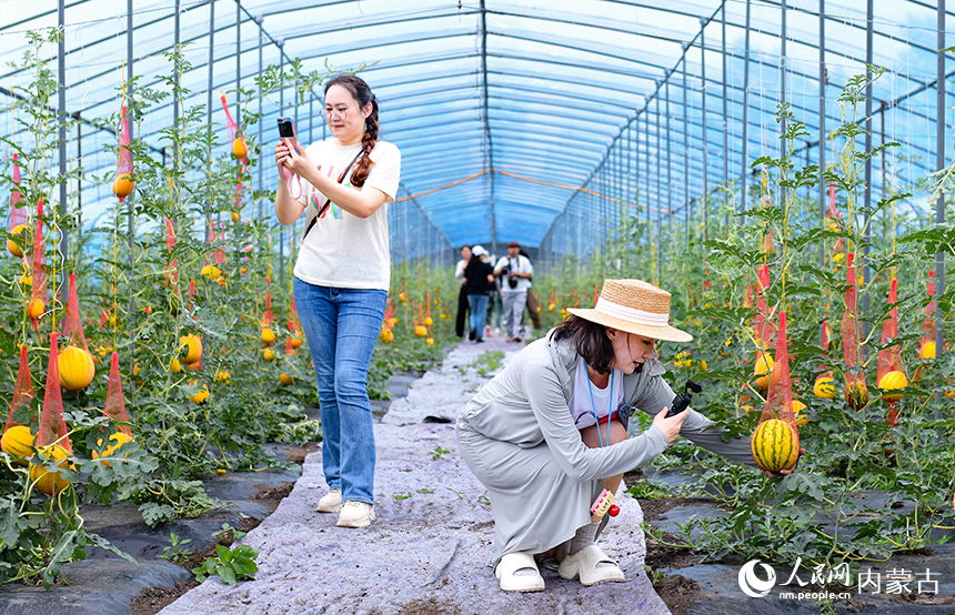 游客在牙克石林場生態采摘園游覽。王正攝