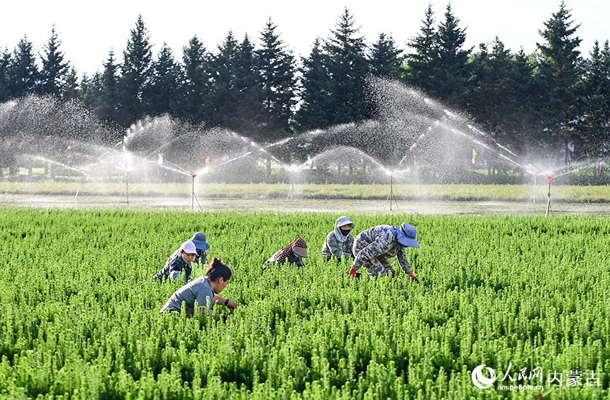 工人在牙克石林場苗圃作業。王正攝