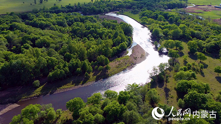 俯瞰樟子松林。紅花爾基樟子松國家森林公園供圖