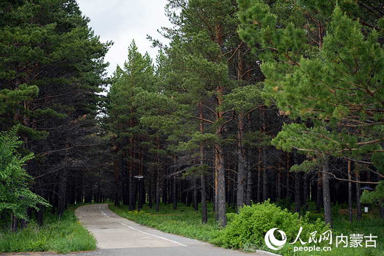 四季常青的樟子松林。人民網記者 李睿攝