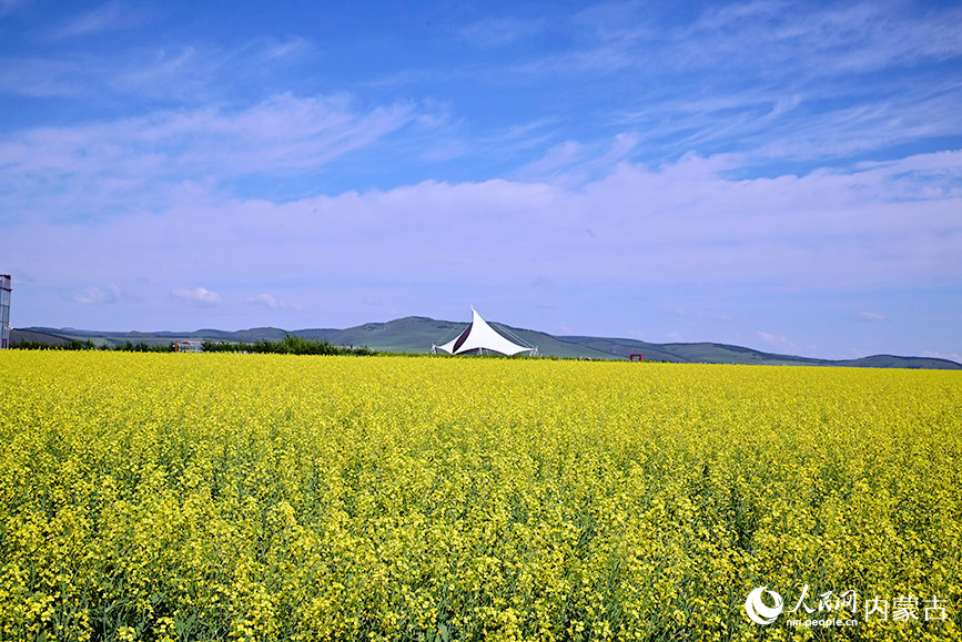奧洛契莊園油菜花田。實習生 張雅新攝