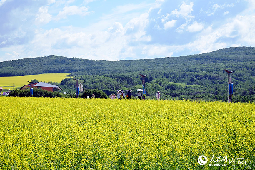 游客在油菜花田游覽。實習生 張雅新攝