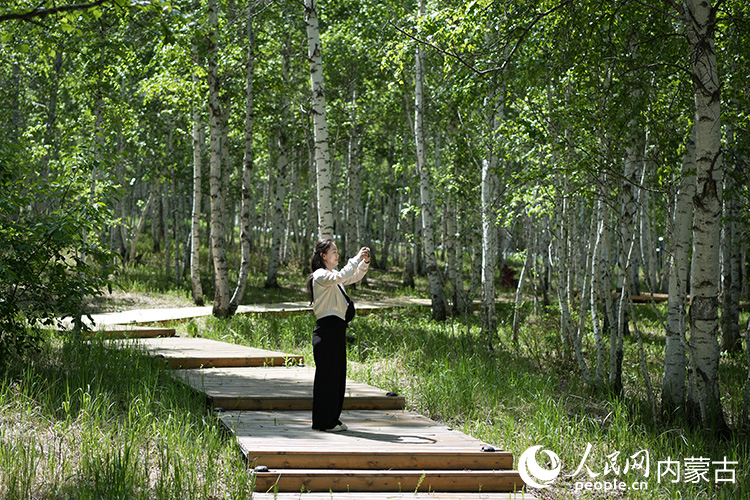 游客漫步在白樺樹(shù)林中。人民網(wǎng)記者 齊浩男攝
