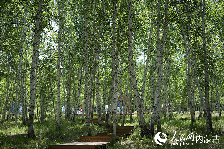 牙克石鳳凰山景區(qū)內(nèi)的白樺樹(shù)林。人民網(wǎng)記者 齊浩男攝