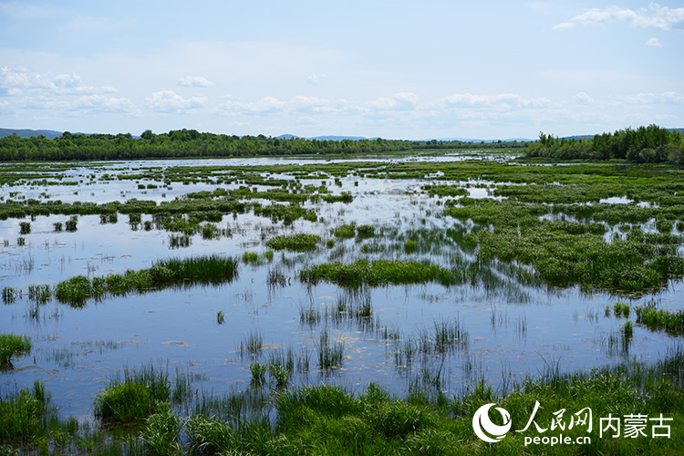 牙克石鳳凰山景區(qū)內(nèi)的濕地景觀。人民網(wǎng)記者 李睿攝