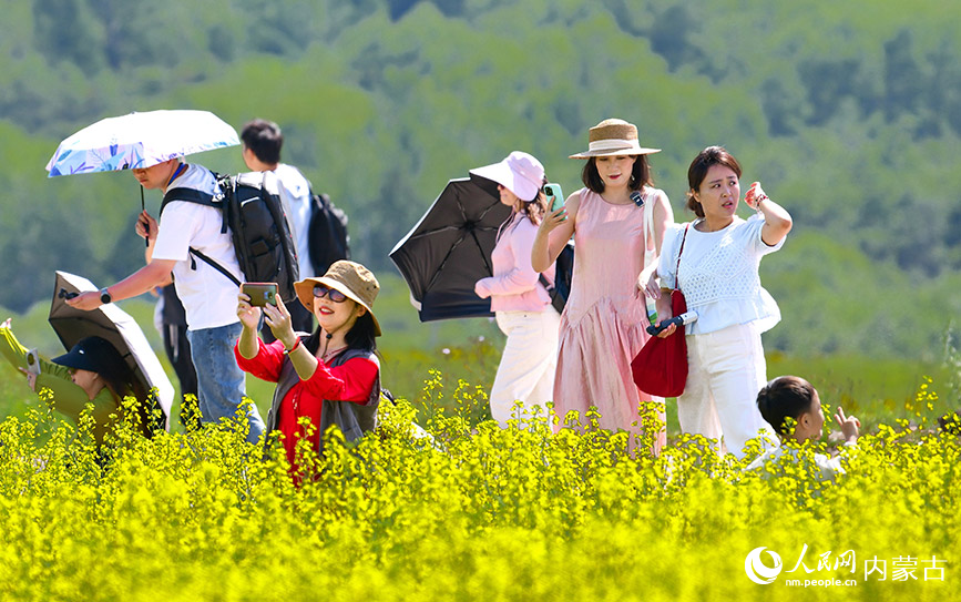 7月12日，游客在額爾古納市蒙兀室韋蘇木奧洛契莊園油菜花海游覽。王正攝