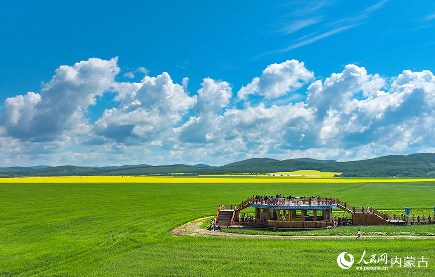 7月12日,游客在額爾古納市蒙兀室韋蘇木奧洛契莊園油菜花海游覽(無人機(jī)照片)。王正攝
