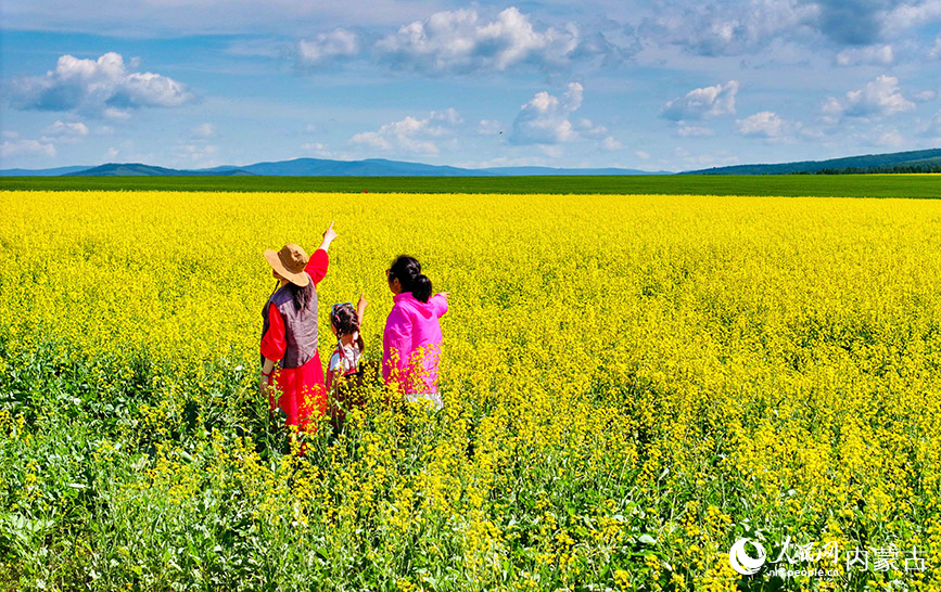 7月12日，游客在額爾古納市蒙兀室韋蘇木奧洛契莊園油菜花海游覽（無人機照片）。王正攝