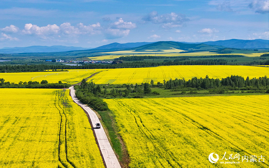 7月12日拍攝的額爾古納市蒙兀室韋蘇木奧洛契莊園油菜花海景色（無人機照片）。王正攝