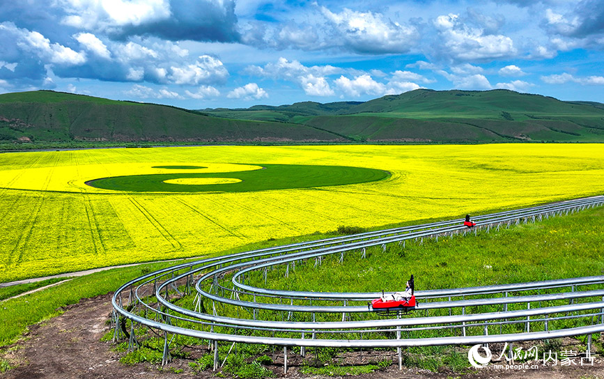 7月12日，游客在額爾古納市蒙兀室韋蘇木奧洛契莊園油菜花海體驗草原單軌車（無人機照片）。王正攝