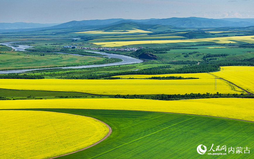 7月12日拍攝的額爾古納市蒙兀室韋蘇木奧洛契莊園油菜花海景色（無人機照片）。王正攝
