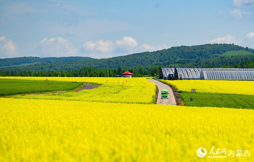 7月12日拍攝的額爾古納市蒙兀室韋蘇木奧洛契莊園油菜花海景色。王正攝