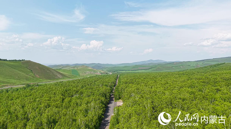 俯瞰白樺林海。人民網(wǎng)記者 齊浩男攝