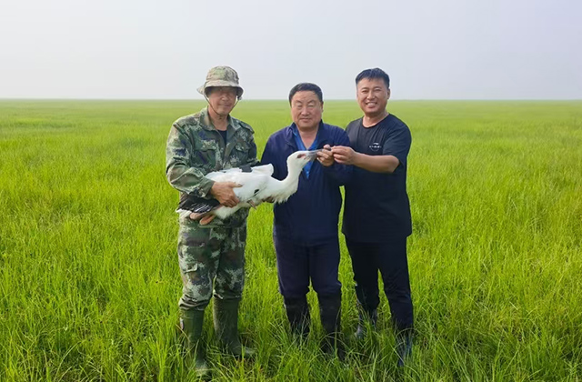 對采取“人工招引巢技術”的東方白鸛雛鳥開展環志和佩戴衛星定位發射器科研活動