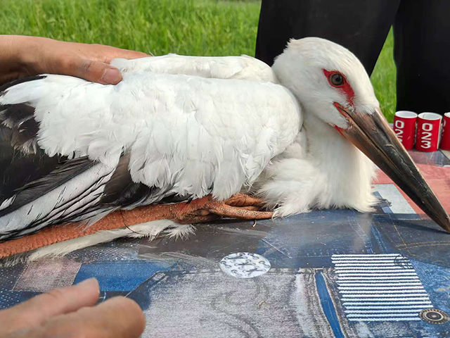 為國家一級保護鳥類東方白鸛雛鳥佩戴衛星定位發射器和環志科研活動。