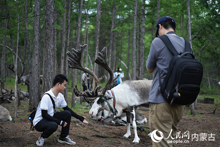 游客在敖魯古雅使鹿部落景區與馴鹿互動。人民網記者 李睿攝