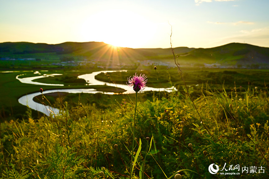 免渡河國家濕地公園陽光照耀在花朵上。實習生 張雅新攝