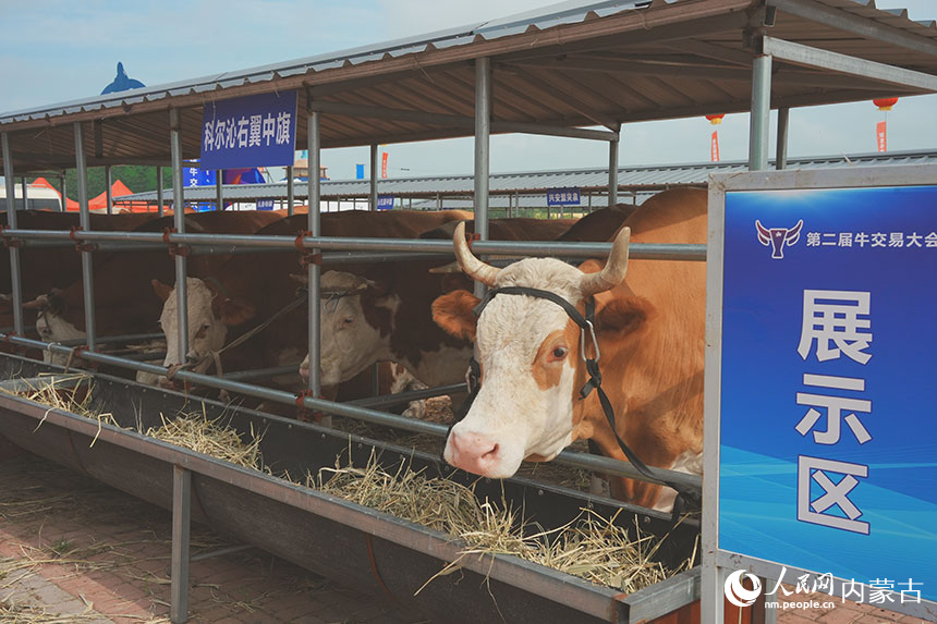 牛欄處展示的優質種牛。人民網記者 苗陽攝