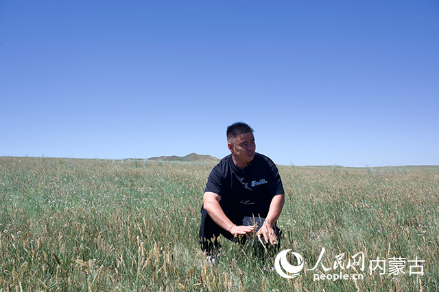 牧民那仁滿都拉在查看補播草場長勢。李鵬攝