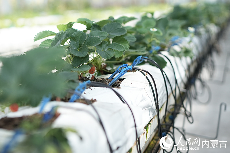 為作物精準提供養分。人民網記者 李睿攝