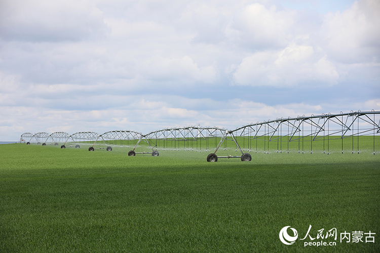 農田里的自動噴灌機。人民網記者 李睿攝