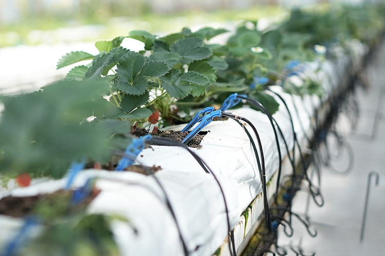 行進(jìn)中國|看見智慧農(nóng)業(yè)新圖景
走進(jìn)內(nèi)蒙古呼倫貝爾農(nóng)墾謝爾塔拉農(nóng)牧場(chǎng)有限公司,一幅幅飽含科技色彩的現(xiàn)代化農(nóng)業(yè)智慧圖依次展現(xiàn)。