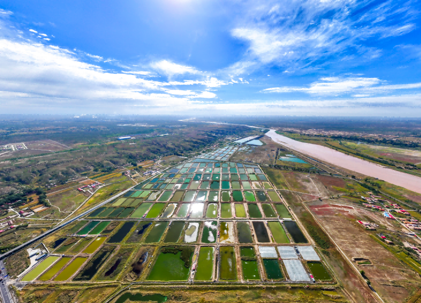 托克托魚塘群如大地調色盤，分層暈染綠意，綴于黃河沿岸。張瑋攝