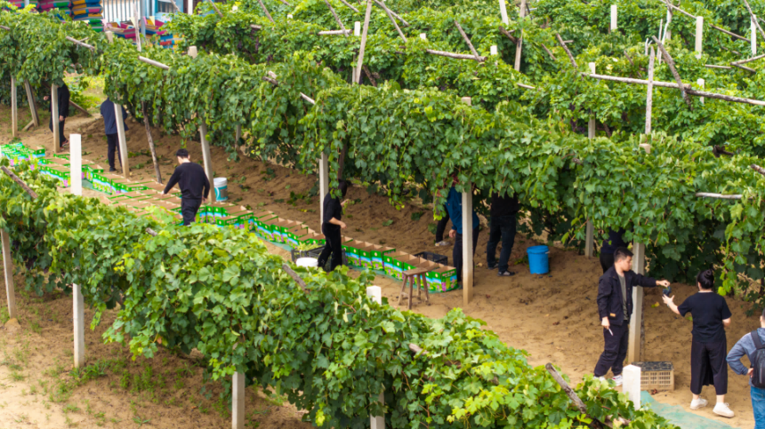 游客在葡萄園采摘畫面，藤蔓間串串“晶瑩”飽含盛夏的豐饒。張瑋攝