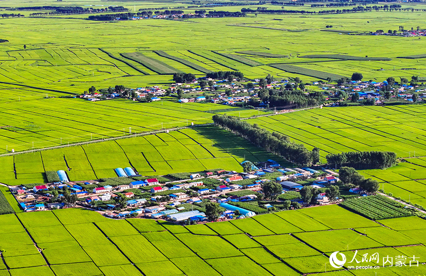 在興安盟扎賚特旗好力保鎮(zhèn)寶泉村,稻田與民居構(gòu)成一幅美麗的田園畫卷。王正攝