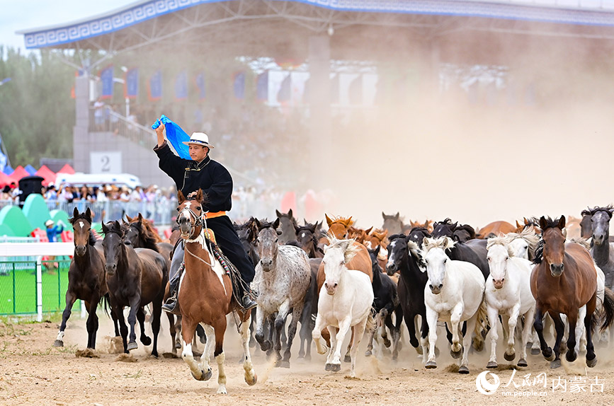 8月8日，蒙古馬在開幕式上馳騁。王正攝