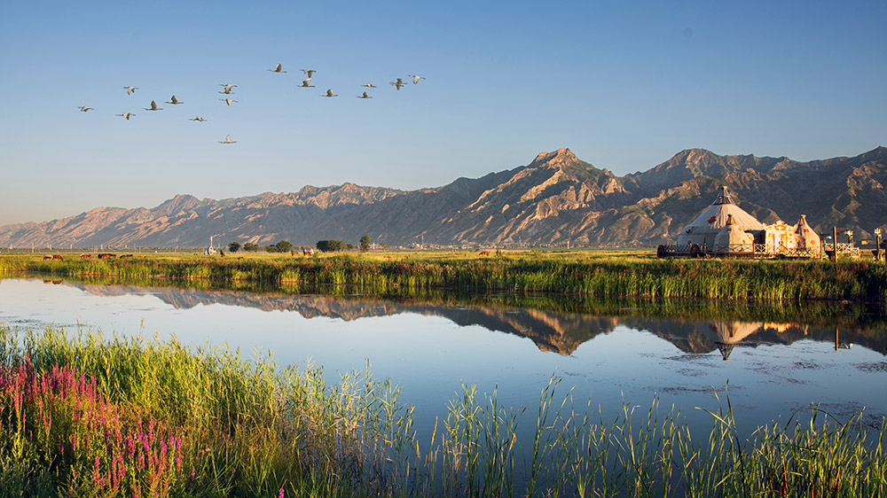 哈素海迎接四方來客