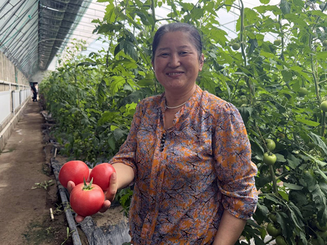 采摘蔬果的農戶。傅雨維攝