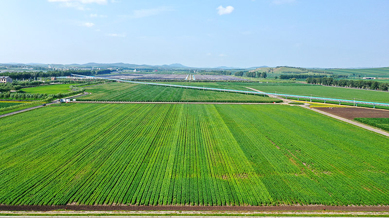 阿榮旗現(xiàn)代農(nóng)業(yè)科技示范園區(qū)