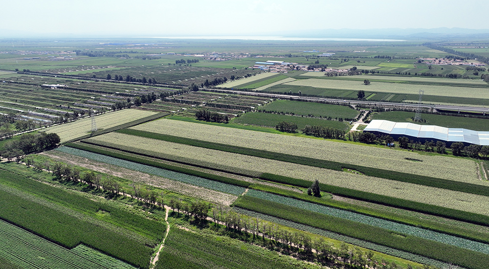 察右前旗萬畝綠地生機盎然。