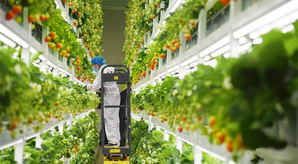 察右前旗數智草莓基地。