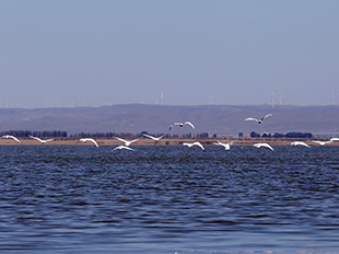 候鳥正在湖面上構成了一幅靈動的生態畫卷。