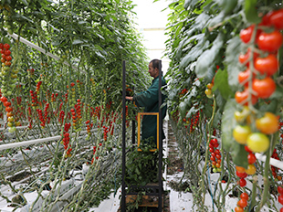 番茄生產廠區內工人正在采摘果實。