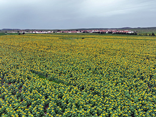向日葵花海構成一幅生機勃勃的田園畫。