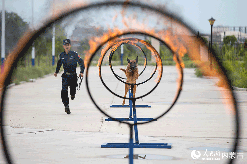 訓導員組織警犬進行跳躍火圈訓練。郭鵬杰攝