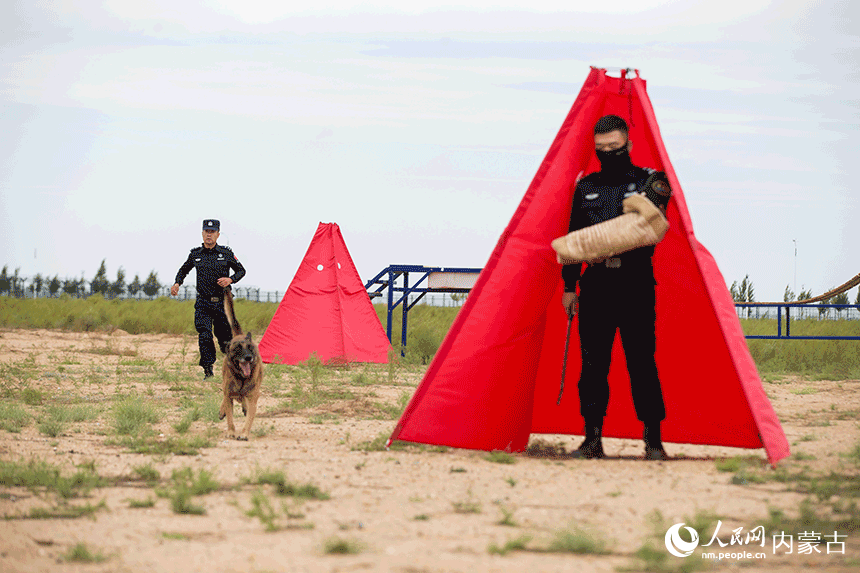 訓導員組織警犬進行搜捕科目訓練。郭鵬杰攝