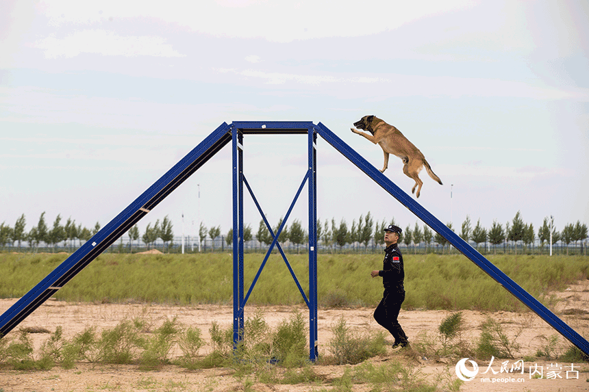 訓導員組織警犬進行跨越障礙訓練。郭鵬杰攝