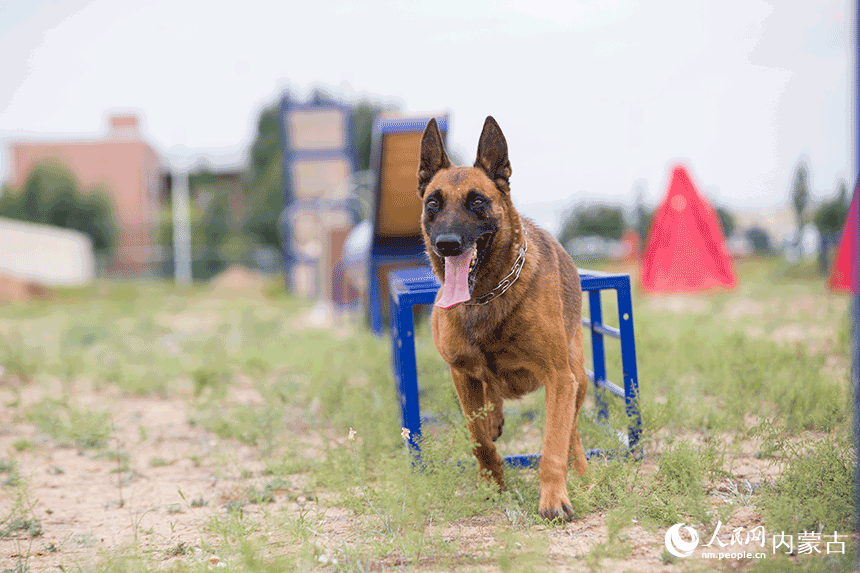 訓(xùn)導(dǎo)員組織警犬進(jìn)行跨越障礙訓(xùn)練。郭鵬杰攝