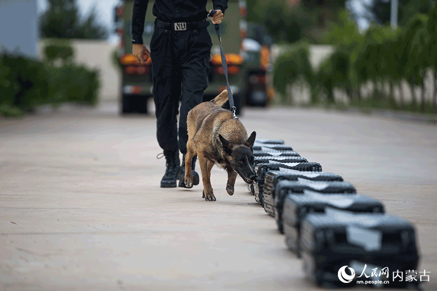 訓導員組織警犬進行箱包搜毒訓練。郭鵬杰攝